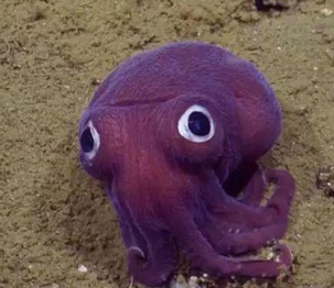 加州900米海底现“大眼萌”凸眼鱿鱼似卡通（图）