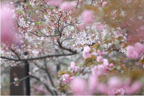 第七届中国（鹤壁）樱花文化节举行