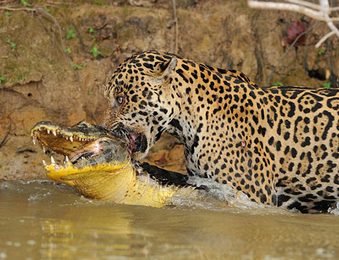 美洲豹突袭鳄鱼并成功猎杀