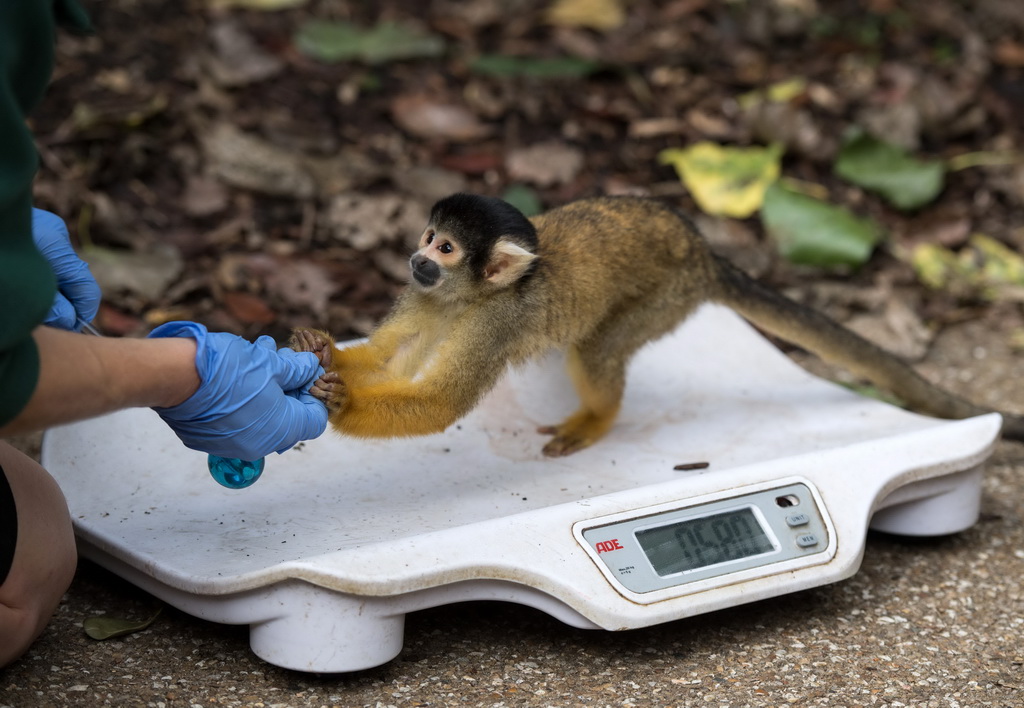 8月24日 ，在英国伦敦动物园，一只松鼠猴在秤上称重。