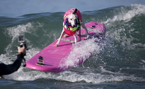 狗狗冲浪大赛。