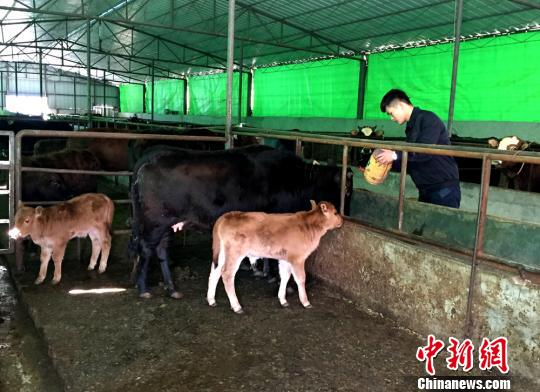 “90后”退伍小伙集体创业高山草原当牛倌儿