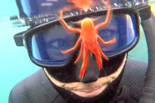 美国潜水员潜水遭到一群龙虾“调戏” 画面逗趣【2】