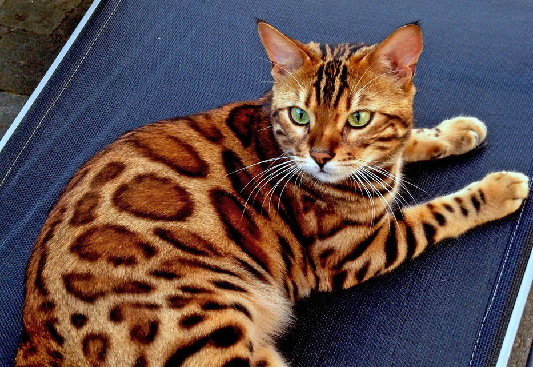 王者风范！孟加拉猫因长相酷似“小老虎”突然走红