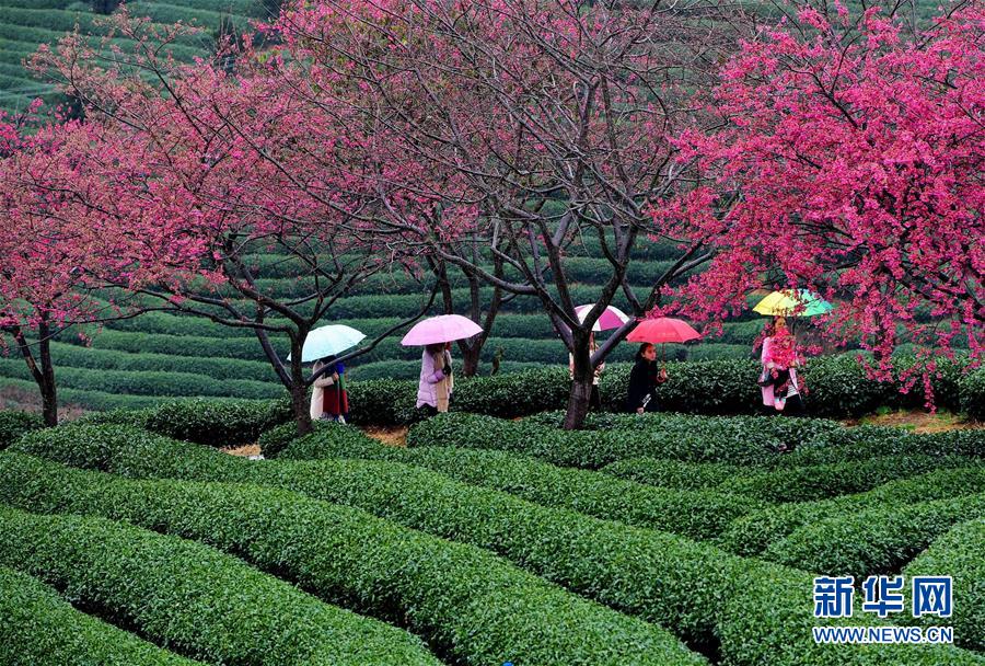 （美丽中国）（1）福建：茶园樱花绿映红