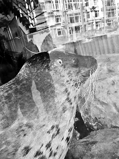 斑海豹遭非法豢养获志愿者解救