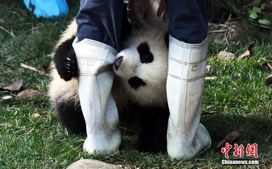 大熊猫“奇一”抱大腿成网红 萌翻众粉丝