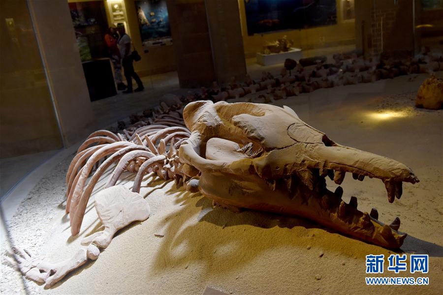 埃及法尤姆“鲸鱼谷”：沙漠深处的古鲸博物馆