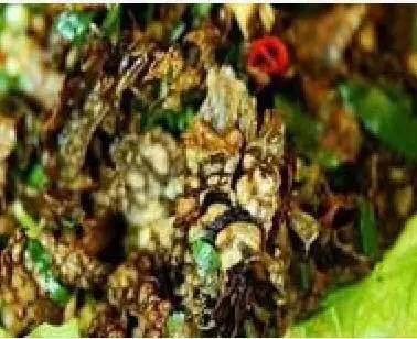 盘点中国奇葩美食 看到江苏的惊呆了！