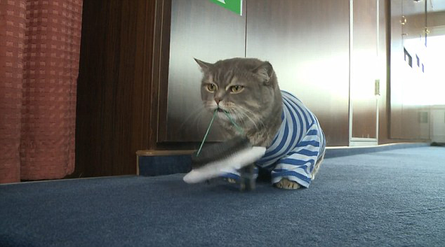 俄罗斯猫船长走红图片_WWW.66152.COM