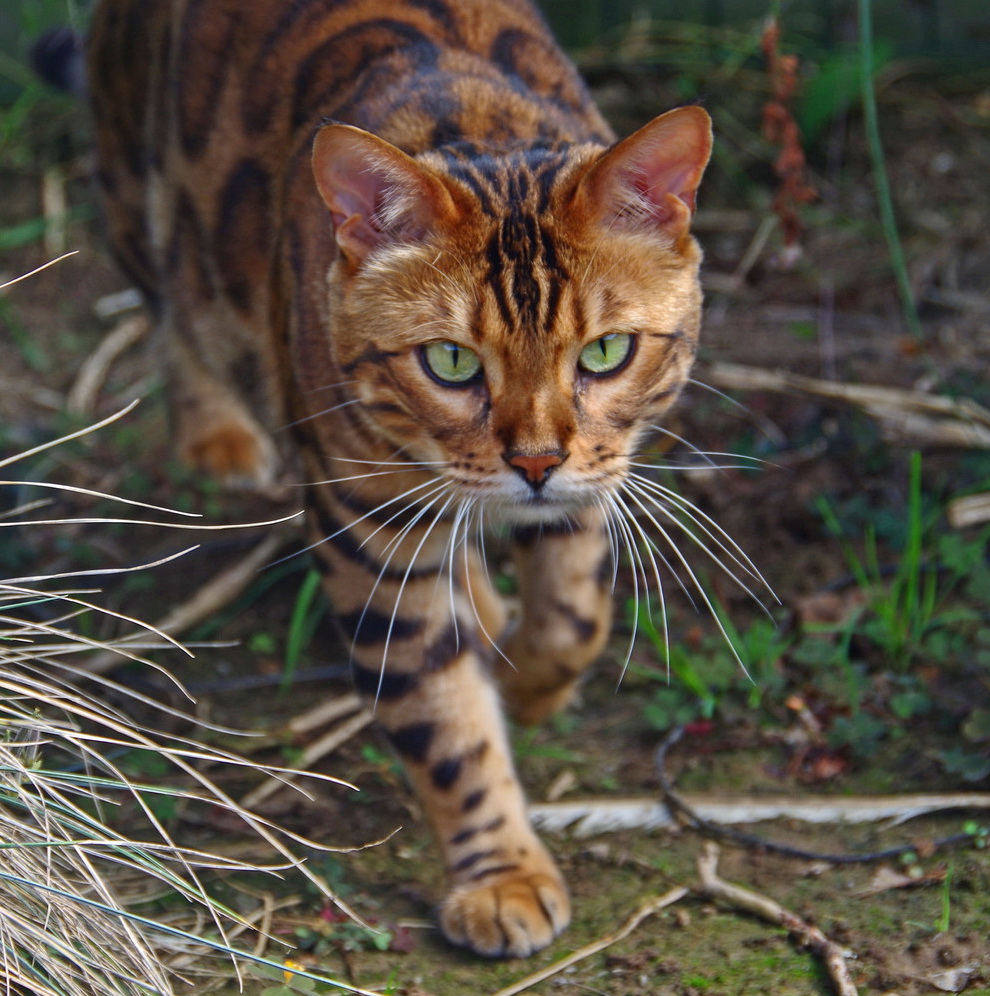 王者风范!孟加拉猫因长相酷似小老虎突然走