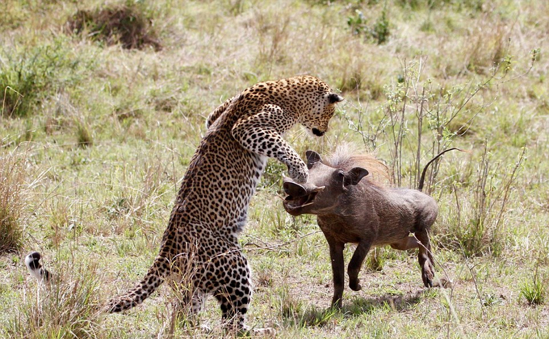 肯尼亚母豹飞身跃起捕食疣猪