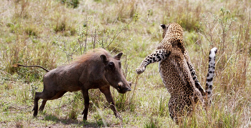 肯尼亚母豹飞身跃起捕食疣猪【2】