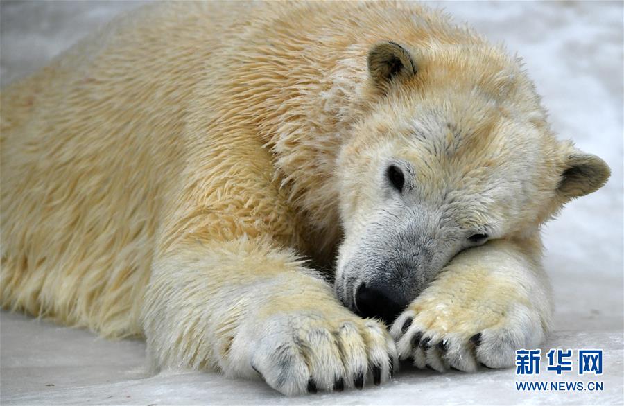 [26]（外代二线）北极熊百态拾趣