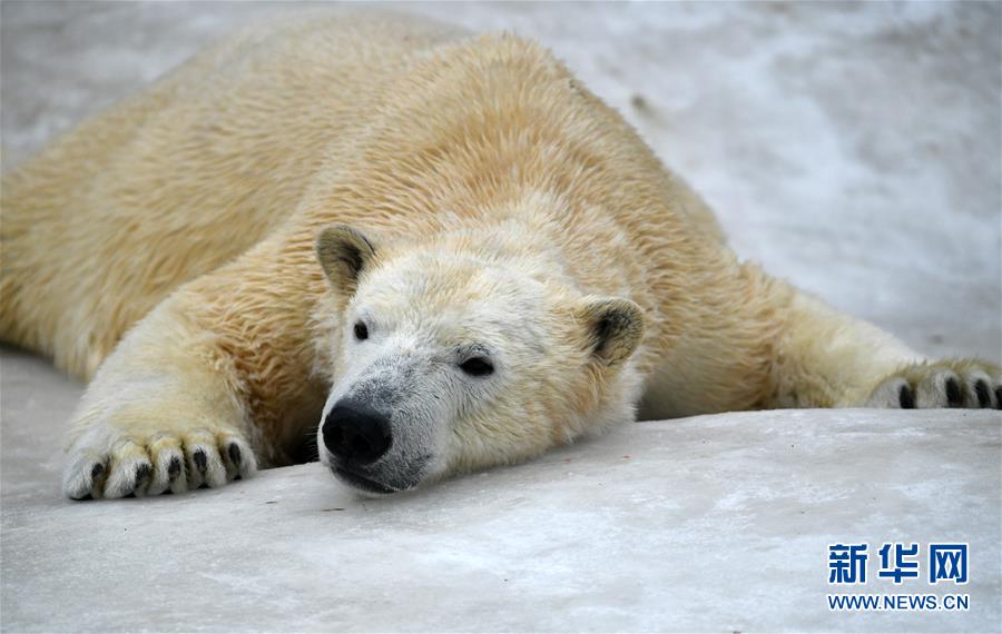 [30]（外代二线）北极熊百态拾趣
