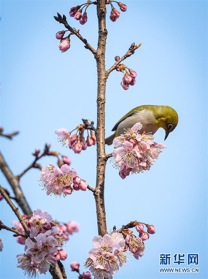 （环境）（4）春鸟闹花枝