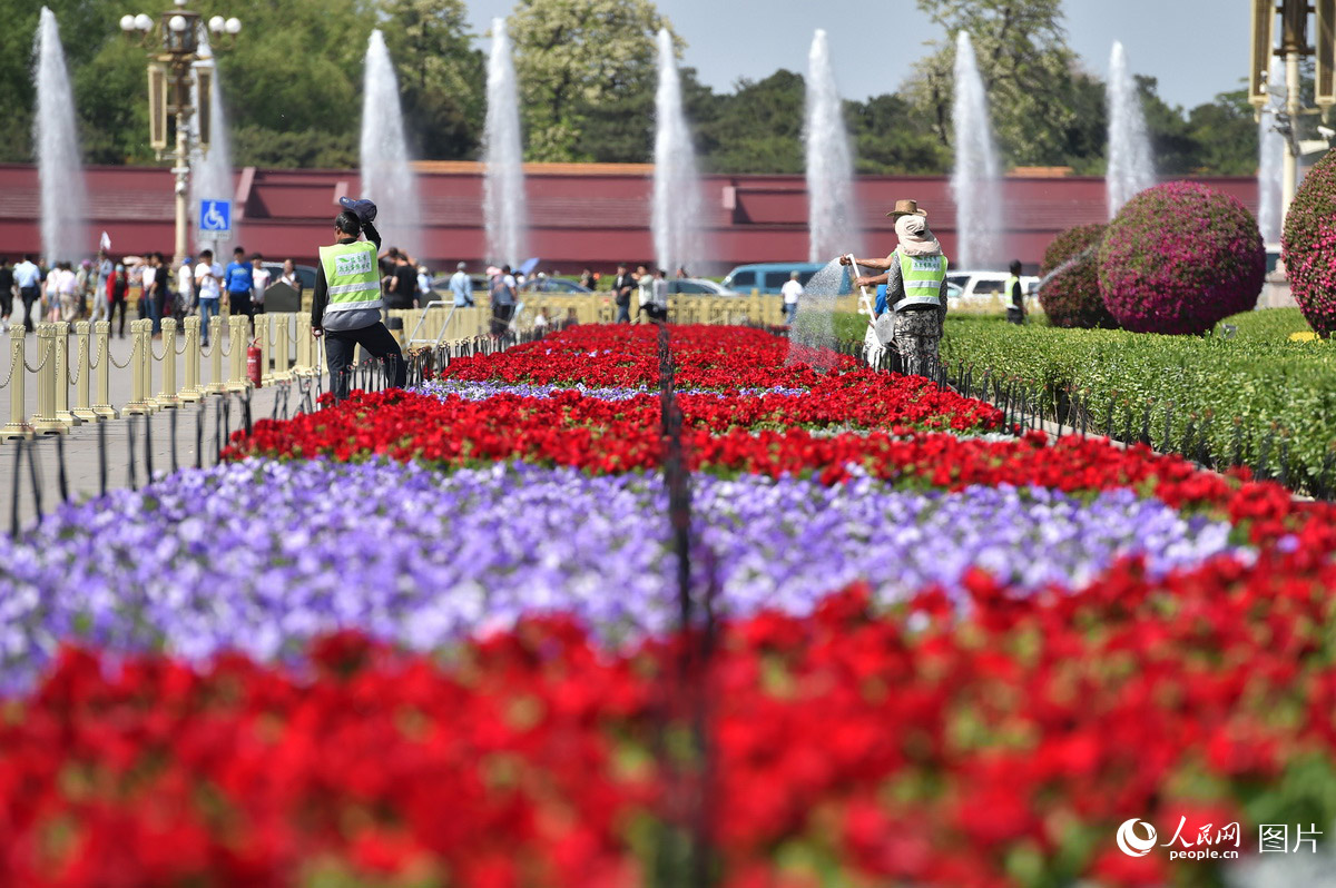 北京天安门广场装扮一新 花团锦簇喜迎“五一”【5】