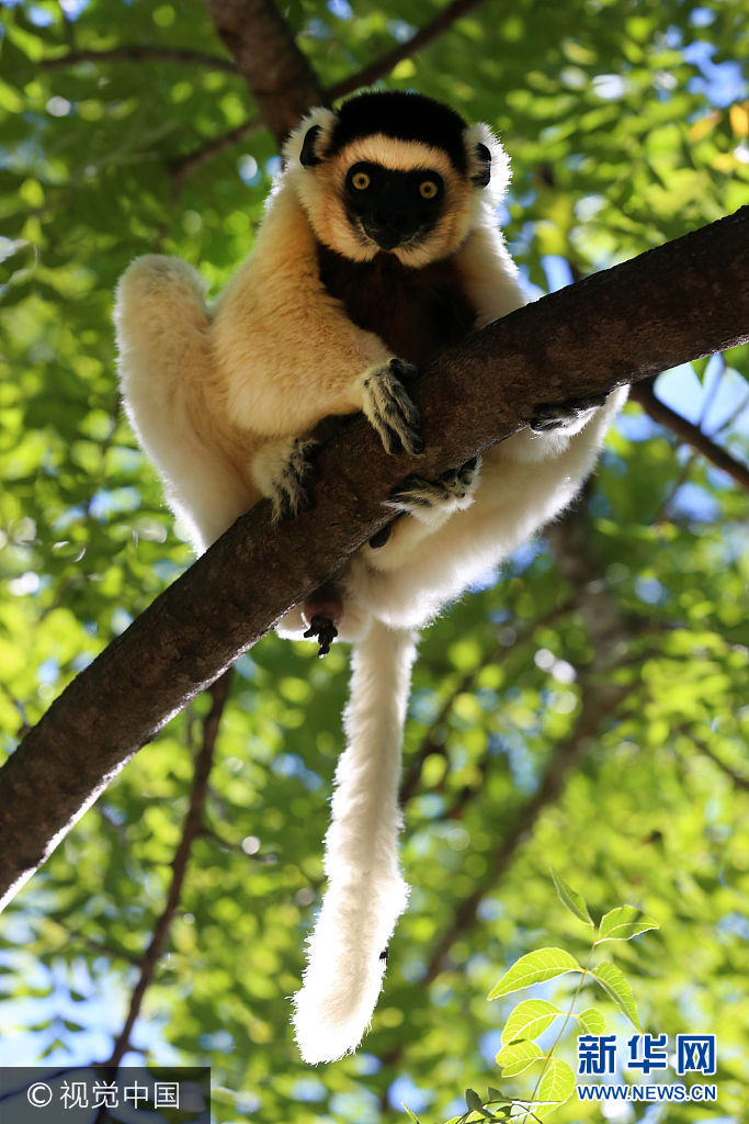 ***_***当地时间2017年8月5日，在马达加斯加佛多凡白兰地保护区公园拍摄的褐狐猴。