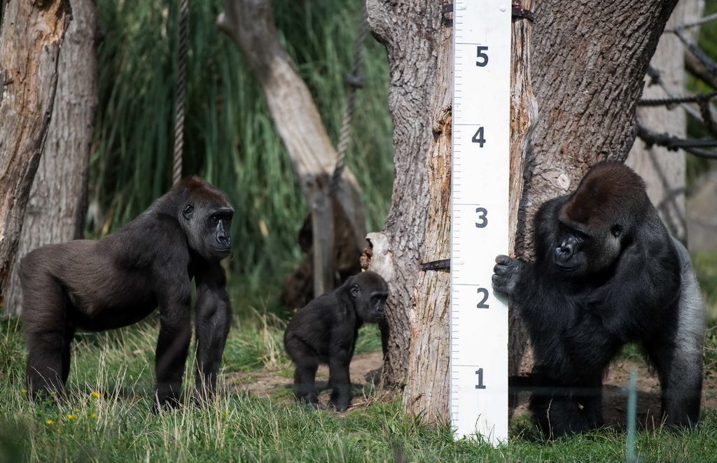8月24日，在英国伦敦动物园，大猩猩观察身高尺。