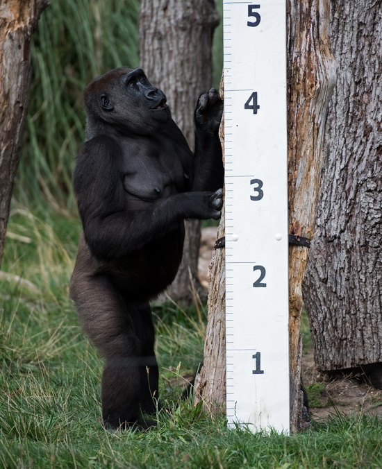 8月24日，在英国伦敦动物园，一只大猩猩观察身高尺。