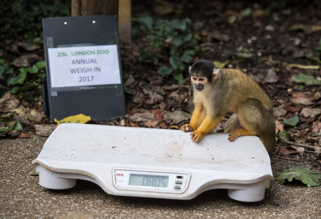 8月24日，在英国伦敦动物园，一只松鼠猴在秤上称重。