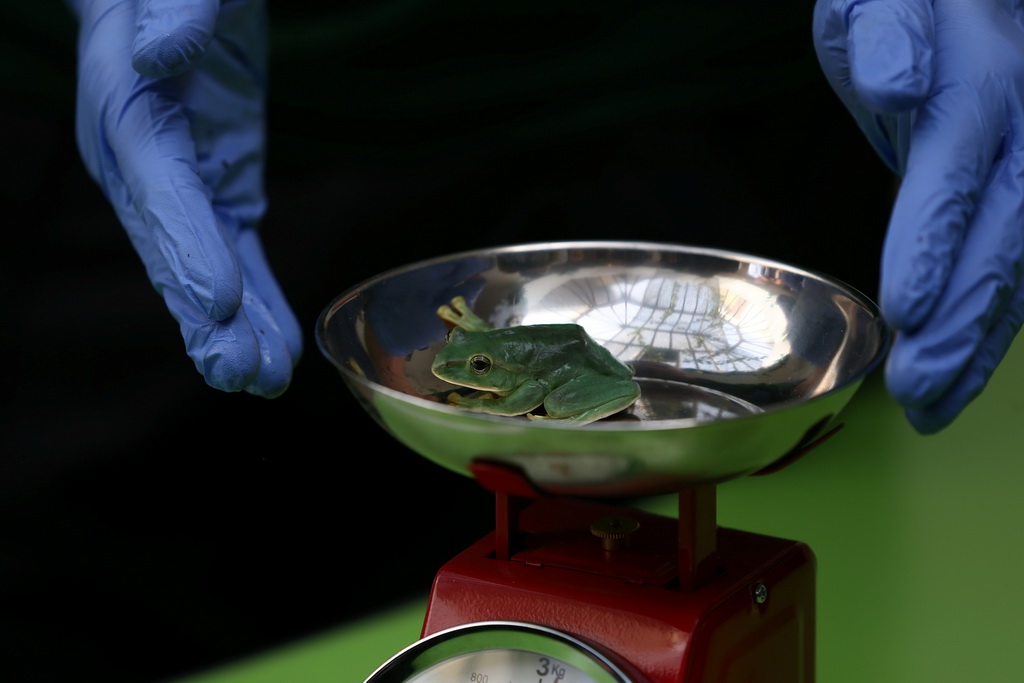 8月24日 ，在英国伦敦动物园，一只树蛙在秤上称重。