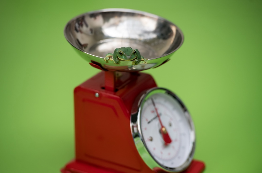 8月24日，在英国伦敦动物园，一只树蛙在秤上称重。