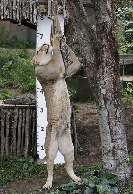 8月24日，在英国伦敦动物园，一只亚洲狮用后腿站立在身高尺前。