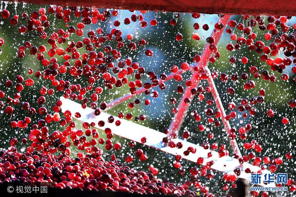 当地时间2017年10月4日，美国马萨诸塞州卡佛，工人收割蔓越莓。***_***CARVER, MA - OCTOBER 4: Cranberries fall from a conveyor belt into a truck, helped by raking them in from above, during cranberry harvest at the Weston Cranberry Corporation's 3.17 acre bog in Carver, MA on Oct. 4, 2017. Workers use a suction hose placed beneath the water, and slowly encircle the berries as they rake them to the hose to suck them up, on to a conveyor that separates the the leaves and debris, and shoots the berries into waiting trailer trucks. (Photo by John Tlumacki/The Boston Globe via Getty Images)