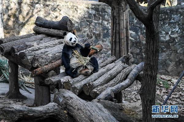 （社会）（2）大熊猫尽享冬日暖阳