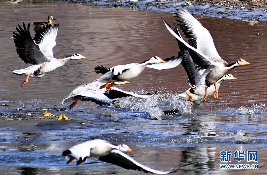 （环境）（5）拉萨河上鸟尽欢