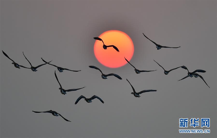 （环境）（3）夕阳渡飞鸟
