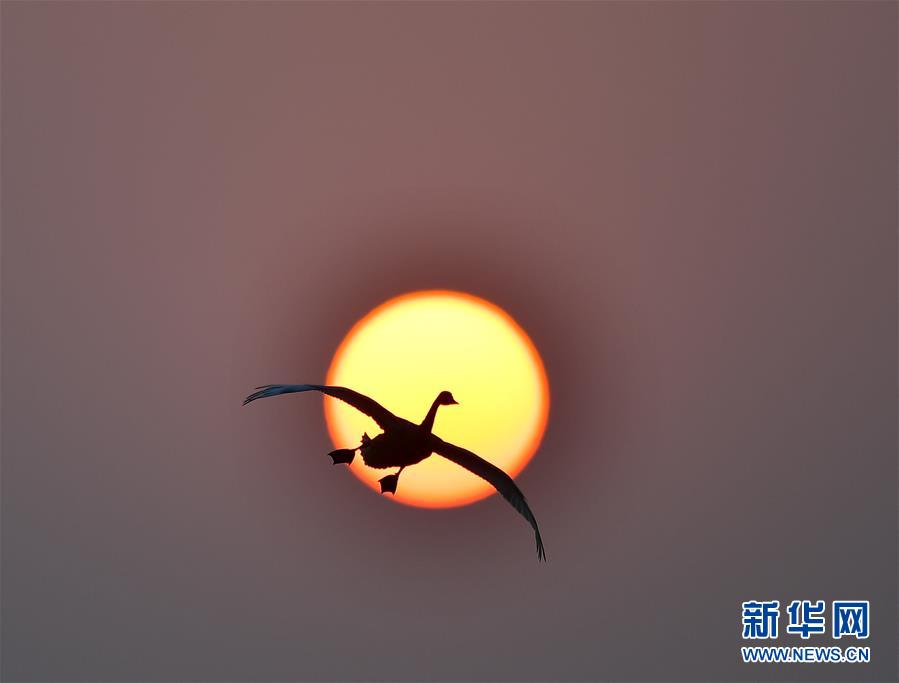 （环境）（4）夕阳渡飞鸟