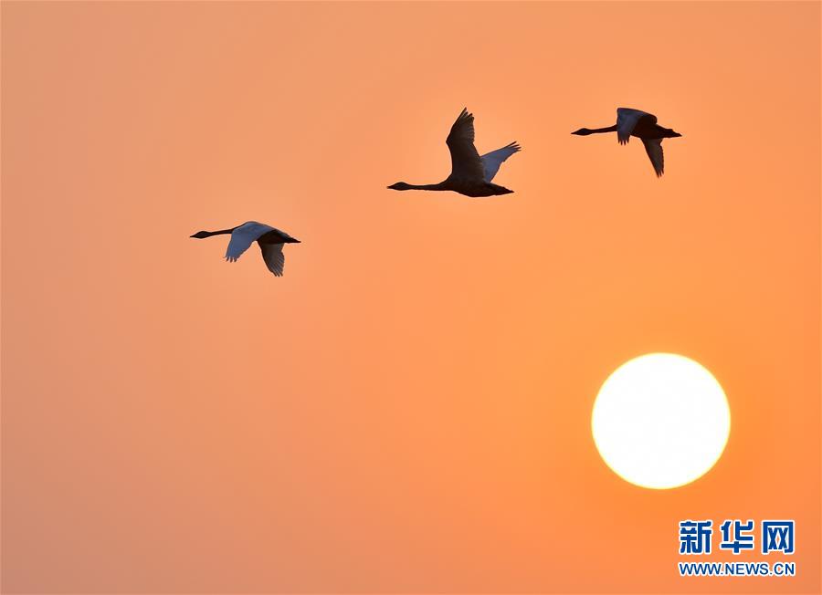 （环境）（5）夕阳渡飞鸟
