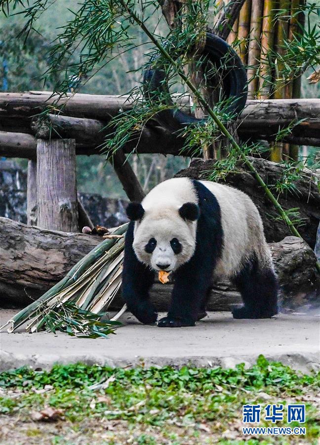 （社会）（4）海归大熊猫“暖暖”结束隔离检疫与公众见面