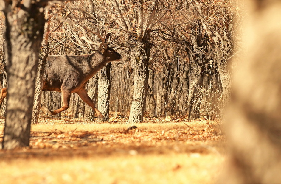 这是1月7日在泽当社区万亩人工林里拍摄的马鹿。