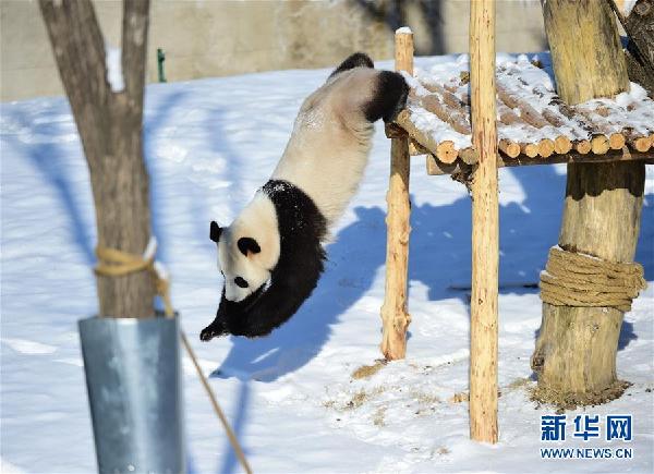（社会）（1）辽宁沈阳：“功夫熊猫”雪中显身手