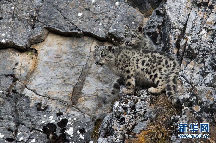 （图文互动）（4）专家指出，澜沧江源正成为全球最佳雪豹自然体验点