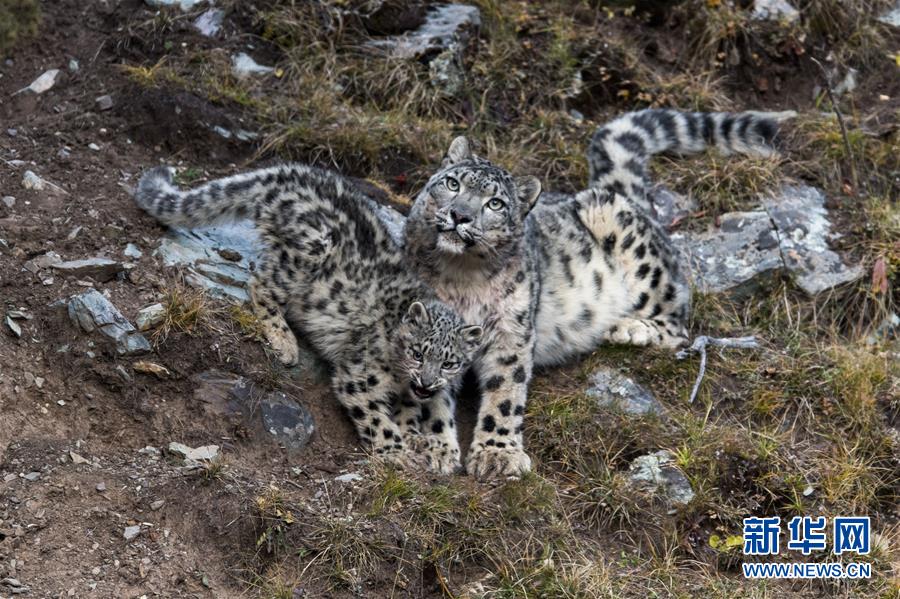 （图文互动）（5）专家指出，澜沧江源正成为全球最佳雪豹自然体验点