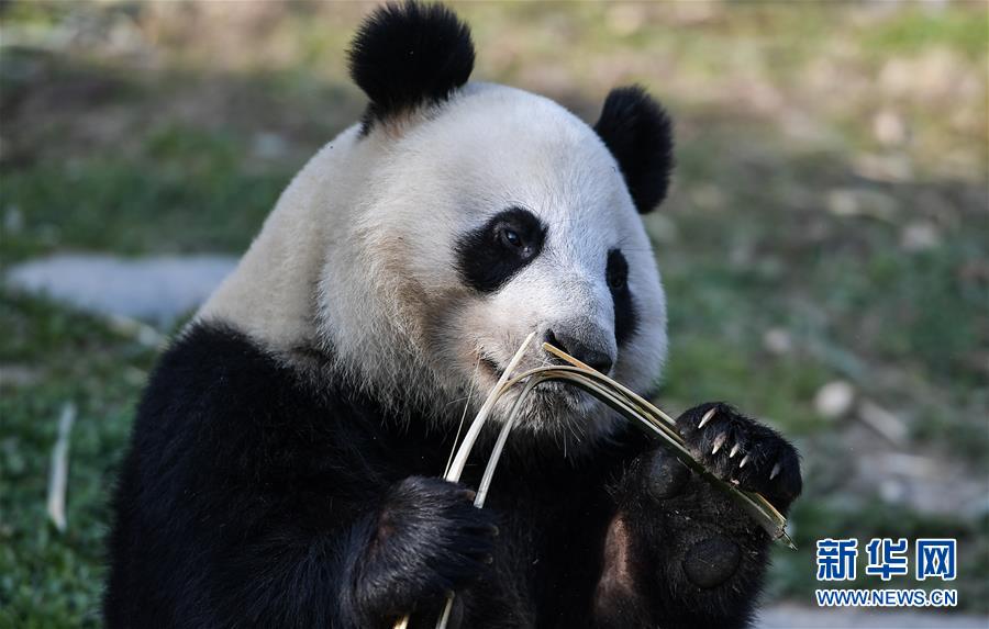 （社会）（3）大熊猫“华豹”“金宝宝”启程前往芬兰