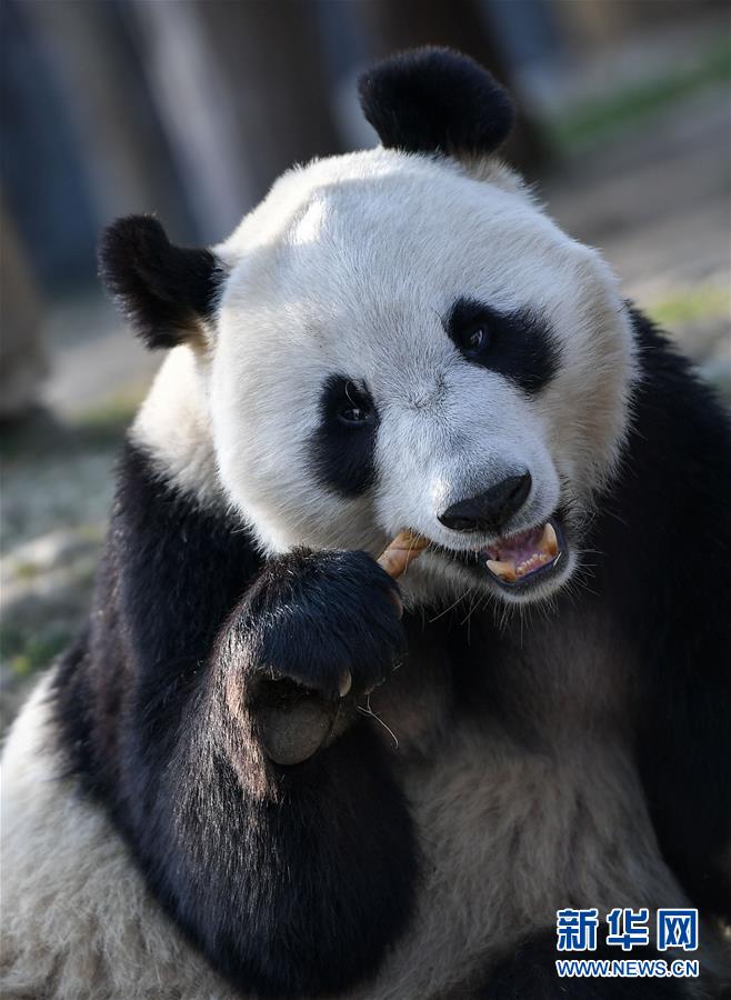 （社会）（4）大熊猫“华豹”“金宝宝”启程前往芬兰