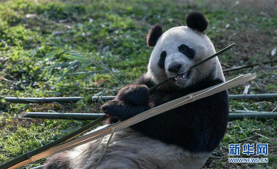 （社会）（5）大熊猫“华豹”“金宝宝”启程前往芬兰