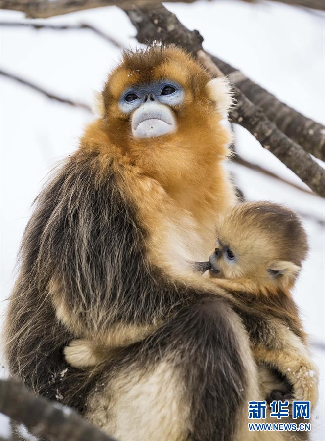 （环境）（6）湖北神农架 雪趣金丝猴