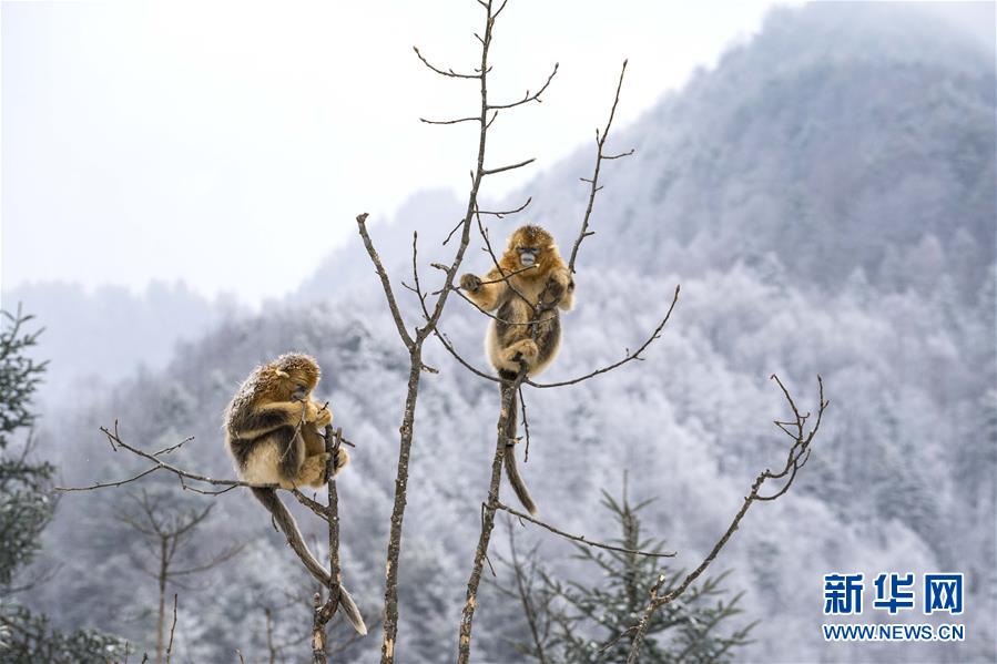 （环境）（7）湖北神农架 雪趣金丝猴