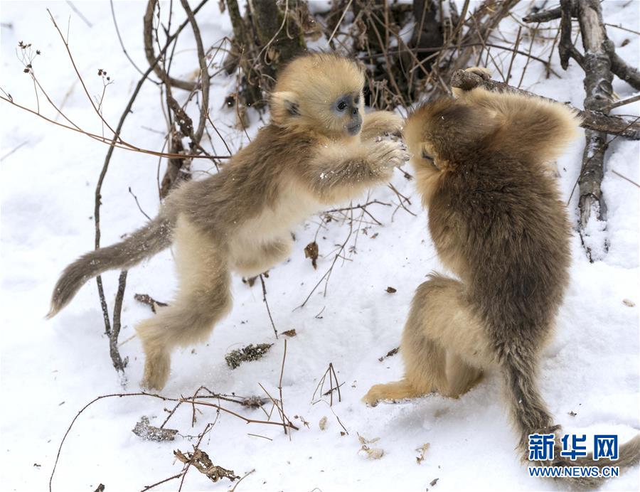 （环境）（13）湖北神农架 雪趣金丝猴