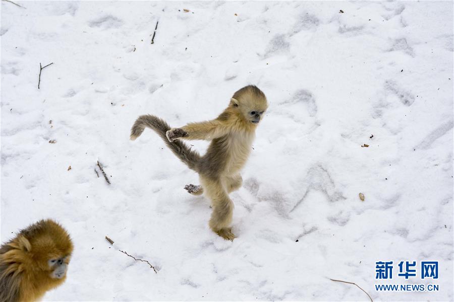 （环境）（9）湖北神农架 雪趣金丝猴