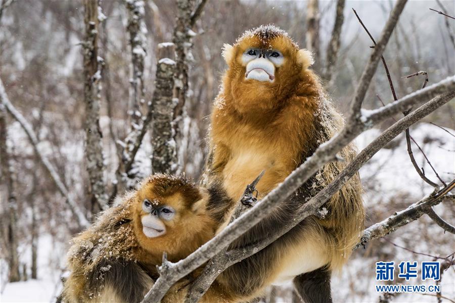 （环境）（10）湖北神农架 雪趣金丝猴