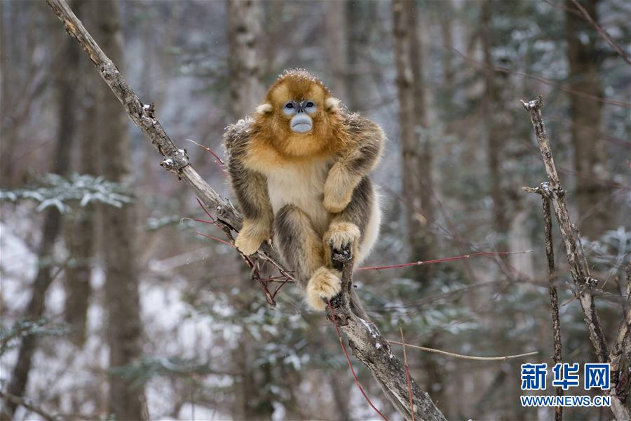 （环境）（5）湖北神农架 雪趣金丝猴