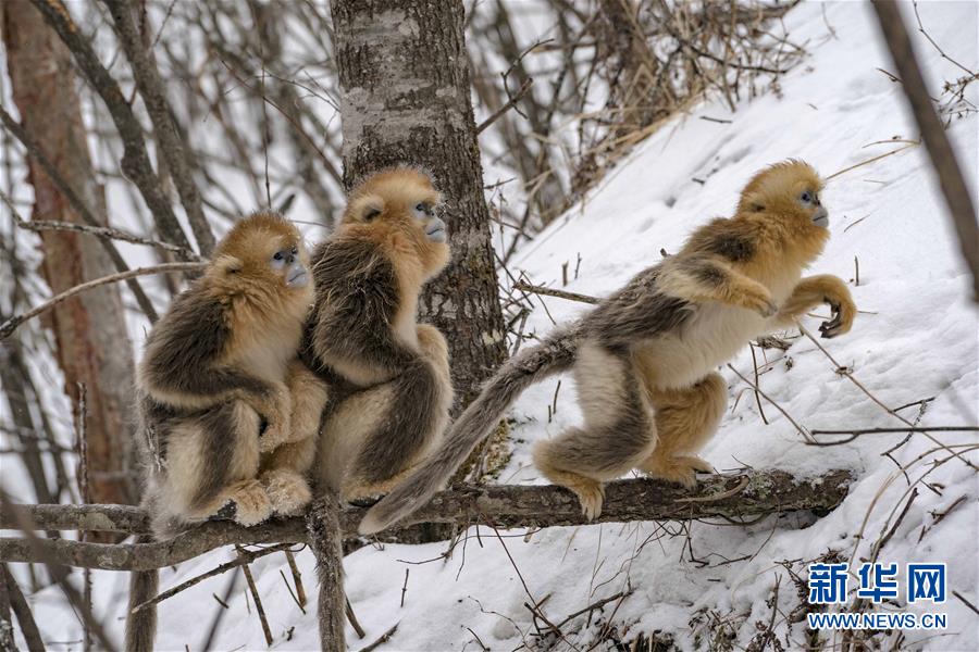 （环境）（11）湖北神农架 雪趣金丝猴