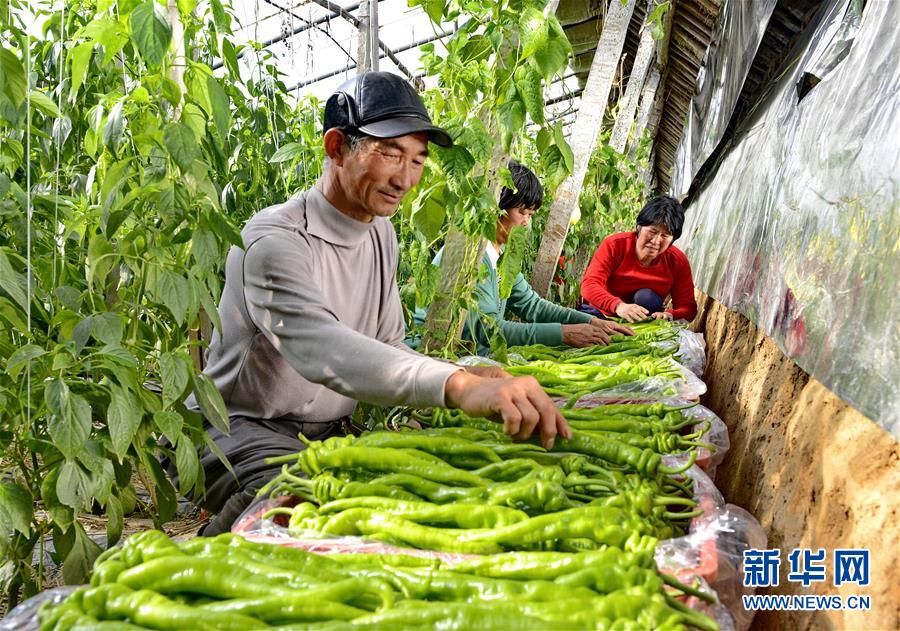 （社会）（3）河北乐亭：近千家农业专业合作社引领农民圆梦增收